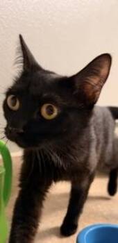 Capri -  Domestic Short Hair Cat for Adoption in Redmond, Oregon - Capri | PetCurious