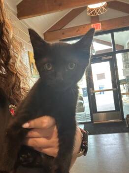 Myrtle -  Domestic Short Hair Cat for Adoption in Chattanooga, Tennessee - Myrtle | PetCurious