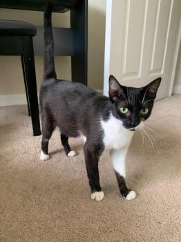 LOLITA* -  Domestic Short Hair Cat for Adoption in Santa Cruz, California - LOLITA* | PetCurious