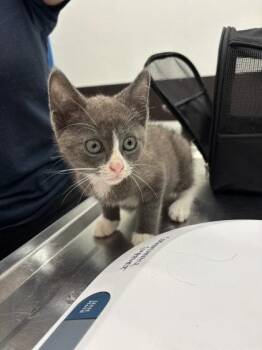 Felix -  Domestic Short Hair Cat for Adoption in Atlanta, Georgia - Felix | PetCurious
