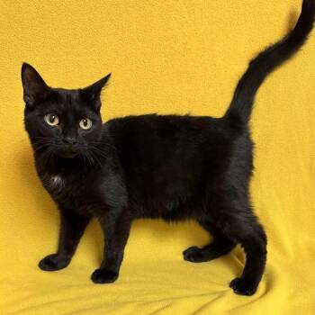 Domestic Short Hair Cats Available for Adoption in Waterloo, Iowa - Vida | PetCurious