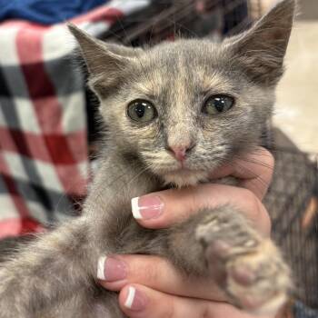 Rescue Domestic Short Hair Cats for Adoption in Youngstown, Florida - SuzieCue | PetCurious