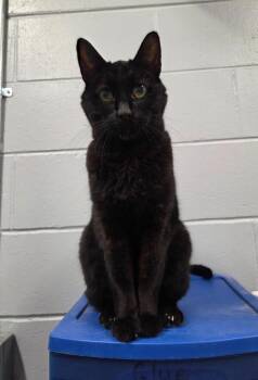 Mister -  Domestic Short Hair Cat for Adoption in Muskegon, Michigan - Mister | PetCurious