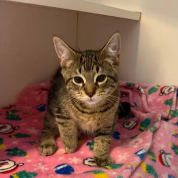 Sardine -  Domestic Short Hair Cat for Adoption in Walden, New York - Sardine | PetCurious