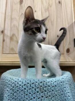 Rescue Domestic Short Hair Cats for Adoption in Chuckey, Tennessee - Scarlett | PetCurious