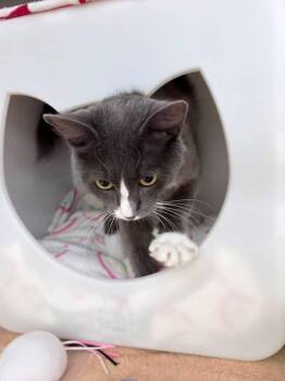 Lindsey -  Domestic Short Hair Cat for Adoption in St. Cloud, Florida - Lindsey | PetCurious