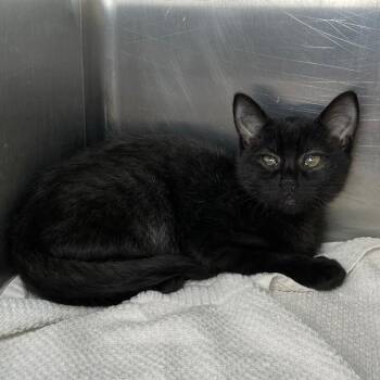 Carbon -  Domestic Short Hair Cat for Adoption in Roanoke, Virginia - Carbon | PetCurious