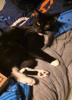 Domestic Short Hair Cats Available for Adoption - OREO | PetCurious