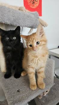 Cashmere -  Domestic Long Hair Cat for Adoption in Chicago, Illinois - Cashmere | PetCurious