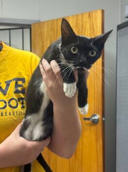 Hilda -  Domestic Short Hair Cat for Adoption in Sorrento, Louisiana - Hilda | PetCurious