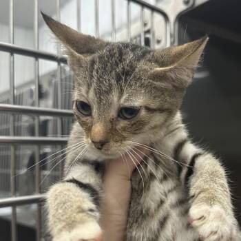 Glenn -  Domestic Short Hair Cat for Adoption in Corbin, Kentucky - Glenn | PetCurious