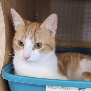Domestic Short Hair Cats Available for Adoption - Golden 7904 | PetCurious