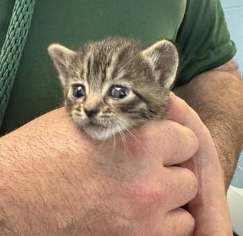 Domestic Short Hair Cats Available for Adoption in Lawrenceville, Georgia - Nf-4 | PetCurious