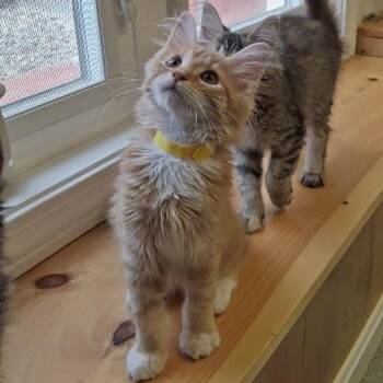 Cappuccino -  Domestic Short Hair Cat for Adoption in Morristown, Vermont - Cappuccino | PetCurious