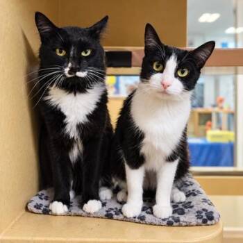 Lyla -  Domestic Short Hair Cat for Adoption in Hudson, Massachusetts - Lyla | PetCurious
