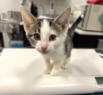 Domestic Short Hair Cats Available for Adoption - The Fool | PetCurious