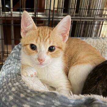 William -  Domestic Short Hair Cat for Adoption in Los Angeles, California - William | PetCurious