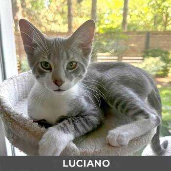 Luciano -  Domestic Short Hair Cat for Adoption in Toronto, Ontario - Luciano | PetCurious