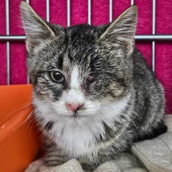 Sylvia -  Domestic Short Hair Cat for Adoption in Idaho Falls, Idaho - Sylvia | PetCurious