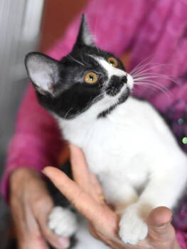 Rescue Domestic Short Hair Cats for Adoption in Montgomery, Texas - Minestrone | PetCurious