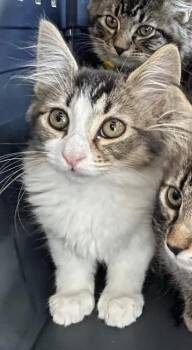 Domestic Medium Hair Cats Available for Adoption in San Diego, California - Dr. Mohan | PetCurious