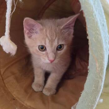 Domestic Short Hair Cats Available for Adoption in Portage, Michigan - Flash | PetCurious