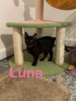 Rescue Domestic Short Hair Cats for Adoption in Port Barrington, Illinois - Luna | PetCurious