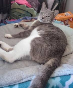 Dove -  Domestic Short Hair Cat for Adoption in Deltona, Florida - Dove | PetCurious