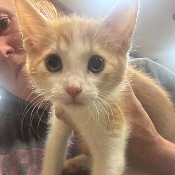 Frank -  Domestic Short Hair Cat for Adoption in Ferndale, Washington - Frank | PetCurious