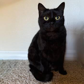 Rescue American Shorthair and Domestic Short Hair Cats for Adoption in Milton, Florida - Kat | PetCurious