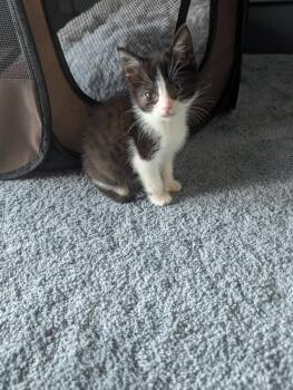 Pip -  Domestic Short Hair Cat for Adoption in Bethel Park, Pennsylvania - Pip | PetCurious