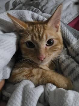 Bentley -  Domestic Short Hair Cat for Adoption in Overland Park, Kansas - Bentley | PetCurious