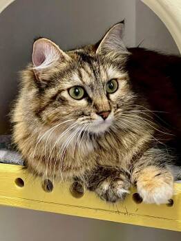 Domestic Medium Hair Cats Available for Adoption - Pandora | PetCurious