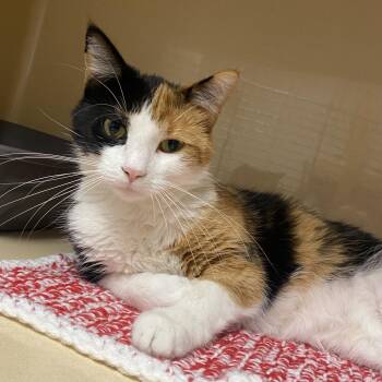 Kitty -  Domestic Short Hair Cat for Adoption in Elyria, Ohio - Kitty | PetCurious