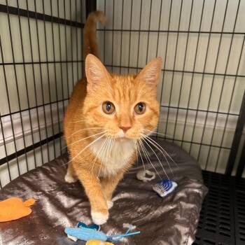 Bee -  Domestic Short Hair Cat for Adoption in Greensburg, Pennsylvania - Bee | PetCurious