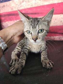 Georgie -  Domestic Short Hair Cat for Adoption in Corpus Christi, Texas - Georgie | PetCurious
