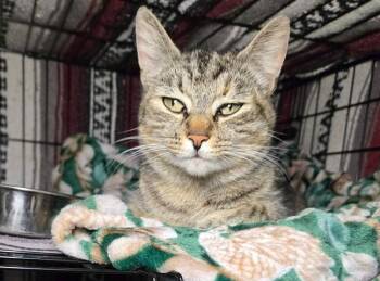 Domestic Short Hair Cats Available for Adoption in Salinas, California - Mama Tashi | PetCurious