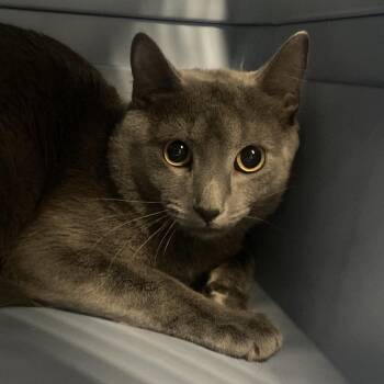 Grimbell -  Domestic Short Hair Cat for Adoption in Allentown, Pennsylvania - Grimbell | PetCurious