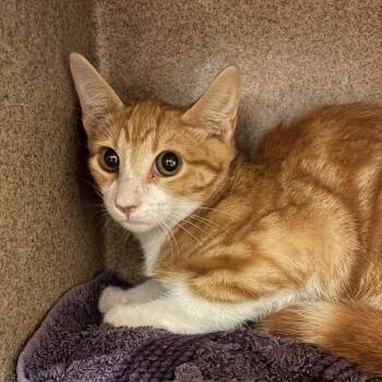 Thurston Howell, III -  Domestic Short Hair Cat for Adoption in Norman, Oklahoma - Thurston Howell, III | PetCurious