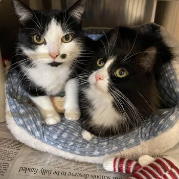 Tuxedo Cats Available for Adoption in North Kingstown, Rhode Island - Kawaii And LeeLee (bonded Sisters) | PetCurious