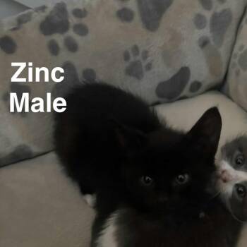 Rescue Domestic Short Hair Cats for Adoption in Branson, Missouri - Zinc | PetCurious