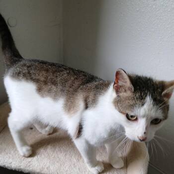 American Shorthair Cats Available for Adoption in Iowa Falls, Iowa - Jim | PetCurious