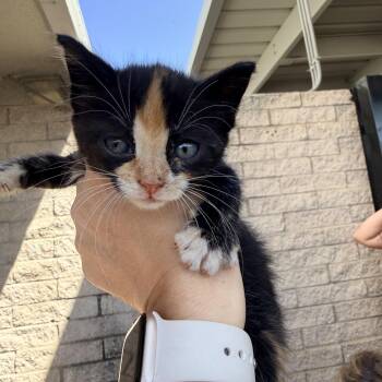 Calico Cats Available for Adoption in Penryn, California - Strawberry Shortcake  | PetCurious