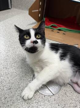 TAMAGOTCHI -  Domestic Short Hair Cat for Adoption in Omaha, Nebraska - TAMAGOTCHI | PetCurious