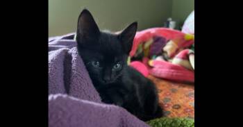 Lupita -  Domestic Short Hair Cat for Adoption in Virginia Beach, Virginia - Lupita | PetCurious