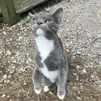 Domestic Short Hair Cats Available for Adoption - JuJuBee | PetCurious