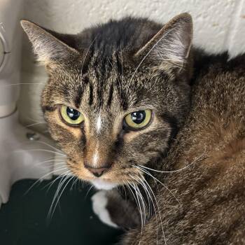 Rescue Domestic Short Hair Cats for Adoption in Franklin, North Carolina - Marzipan | PetCurious