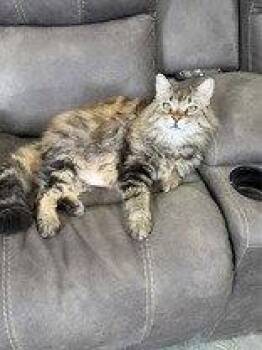 Memphis -  Domestic Long Hair Cat for Adoption in Newport, Kentucky - Memphis | PetCurious
