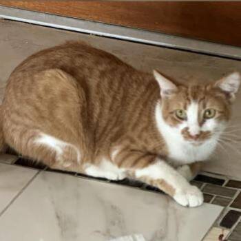 Sunflower -  Domestic Short Hair Cat Available for Adoption in NEW PT RICHEY, Florida - Sunflower | PetCurious