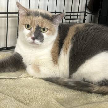 Miso -  Domestic Short Hair Cat for Adoption - Miso | PetCurious